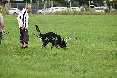Rex vom Weinbergblick