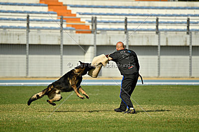 Rex vom Weinbergblick