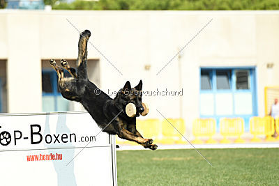 Rex vom Weinbergblick