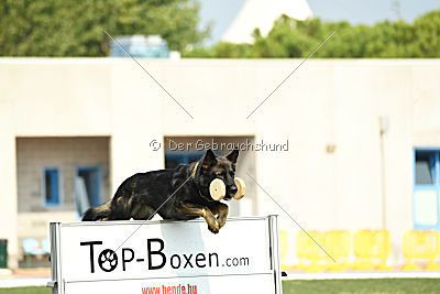 Rex vom Weinbergblick