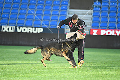 Rex vom Weinbergblick