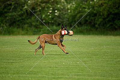 Rien ne va plus Campino
