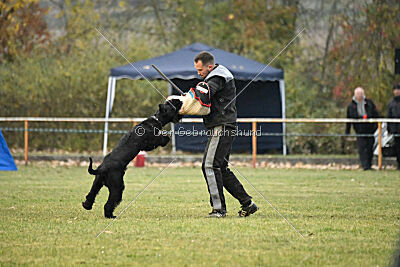 Rocco Radinie