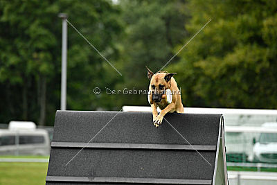 Rocket (de Boer)