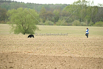 Roeckie II van Arne's Hoeve