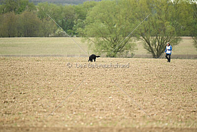 Roeckie II van Arne's Hoeve