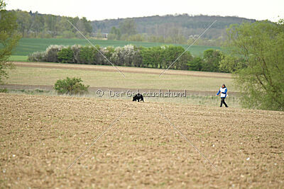 Roeckie II van Arne's Hoeve