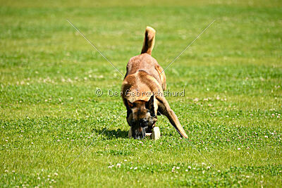 Roger de Knueve Hispania