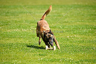 Roger de Knueve Hispania