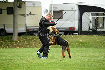 Royal Remo vom Treffenwald