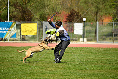 S'Leo vom Gsiberger