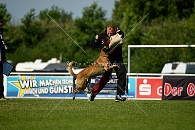 Semyon de l'origine de faucon rouge