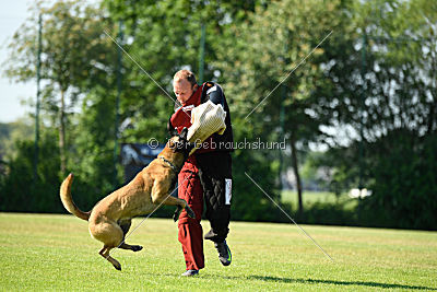 Semyon de l'origine de faucon rouge