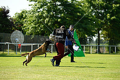 Semyon de l'origine de faucon rouge