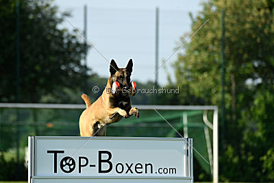 Semyon de l'origine de faucon rouge