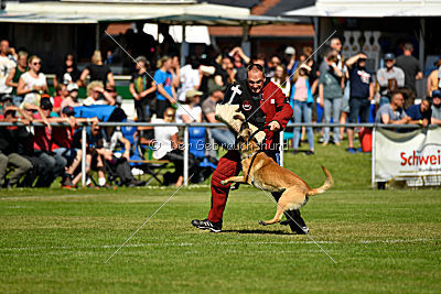 Serro de l'origine de faucon rouge