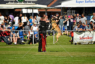 Serro de l'origine de faucon rouge