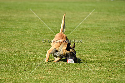 Serro de l'origine de faucon rouge
