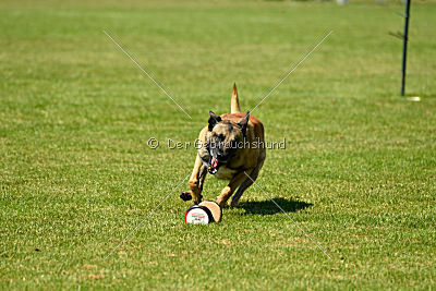 Serro de l'origine de faucon rouge