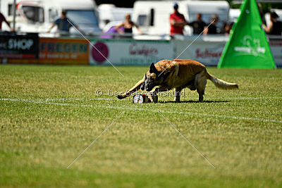 Serro de l'origine de faucon rouge