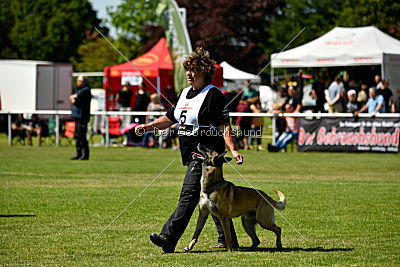 Serro de l'origine de faucon rouge