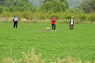 Serro de l'origine de faucon rouge