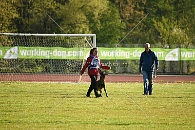 Serro de l'origine de faucon rouge