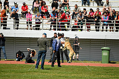 Serro de l'origine de faucon rouge