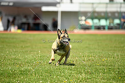 Serro de l'origine de faucon rouge