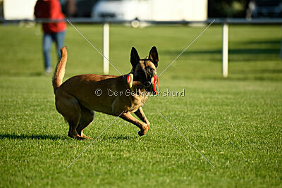 Soul of flame Bugsy-Bu