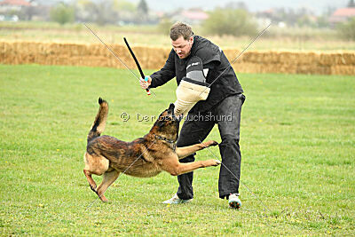Storm Marinchuk K-9
