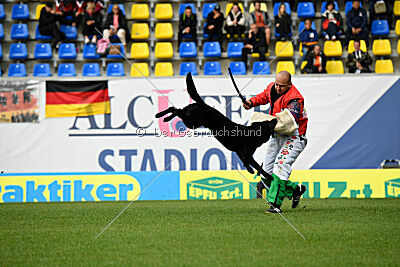 T-Lothar vom Hause Meraner
