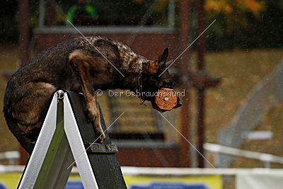 Taro von Burg Tiersperg