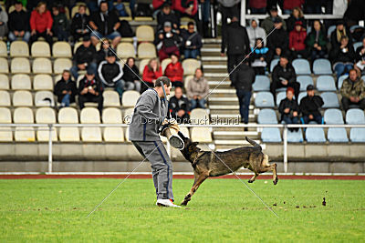 Taro von Burg Tiersperg