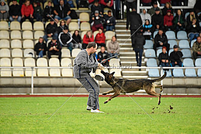 Taro von Burg Tiersperg