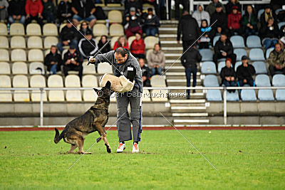 Taro von Burg Tiersperg