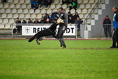 Taro von den Wölfen