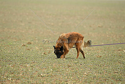 Thais out of Nastravik