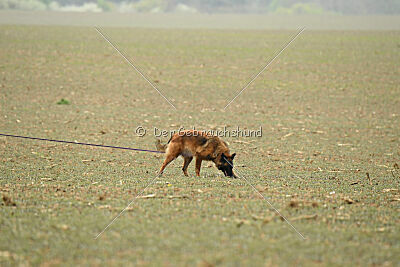 Thais out of Nastravik