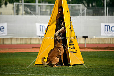 Thorr vom Hause Verda's