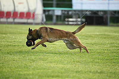 Thorr vom Hause Verda's