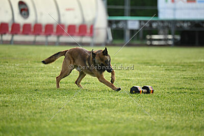 Thorr vom Hause Verda's