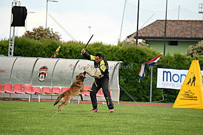 Thorr vom Hause Verda's