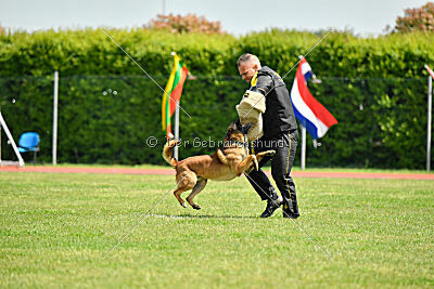 Thorr vom Hause Verda's