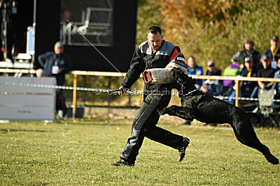 Tintenfass Wrangler HV's son