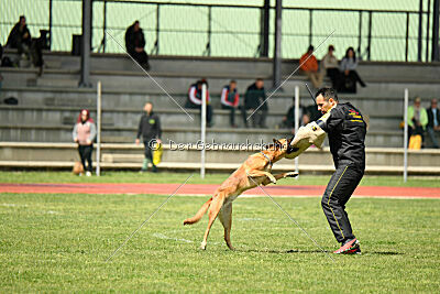 Tyrannens Galna Grymma