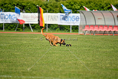 Tyrannens Galna Grymma