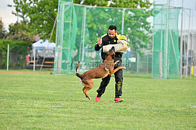 Urbancanines Hunter