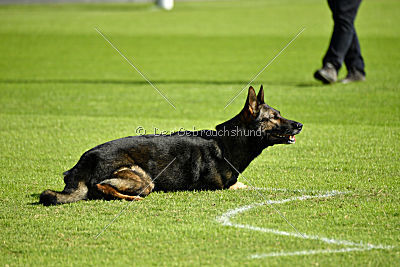 Vegas von der Burg Hinte