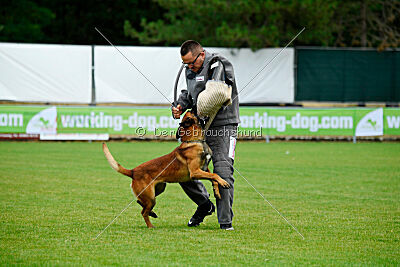 Vito vom Holzhäuser Flur